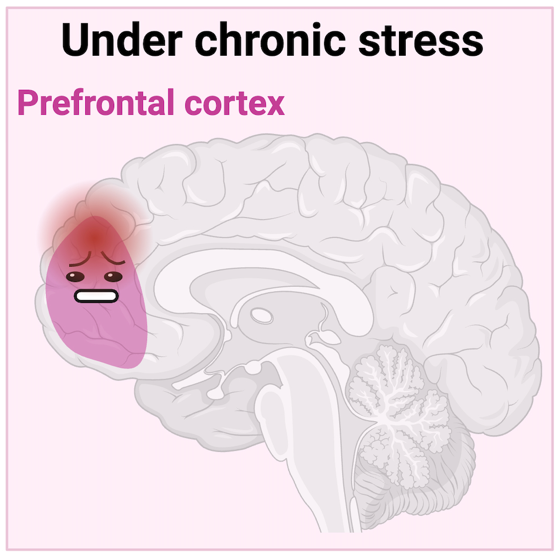 Fig. 3. Under chronic stress, prefrontal function is impaired, affecting decision-making, attention, social interactions, and memory.