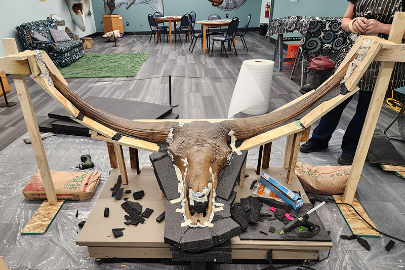 Junior, a six-foot-wide skull of a Bison latifrons specimen from the Idaho Museum of Natural History, is prepared for shipment to the National Museum of Natural History.