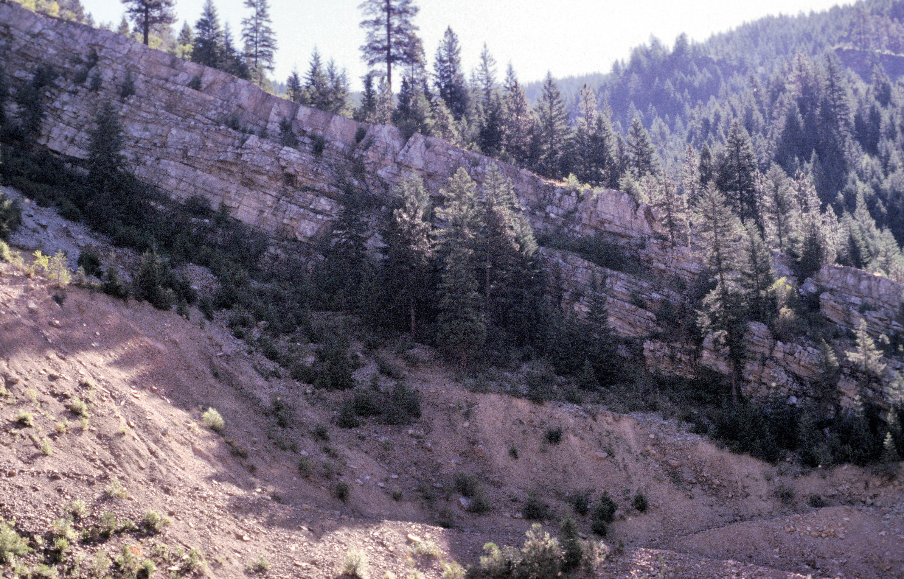 Revett Formation quartzite along Big Creek, south of the Sunshine mine. The Revett hosts a significant amount of the mineralization in the district. (Reed Lewis photo)