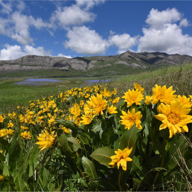 Balsamroot in the foreground and hills in the background