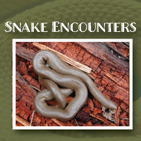 Snake Encounters with a rubber boa in natural environment