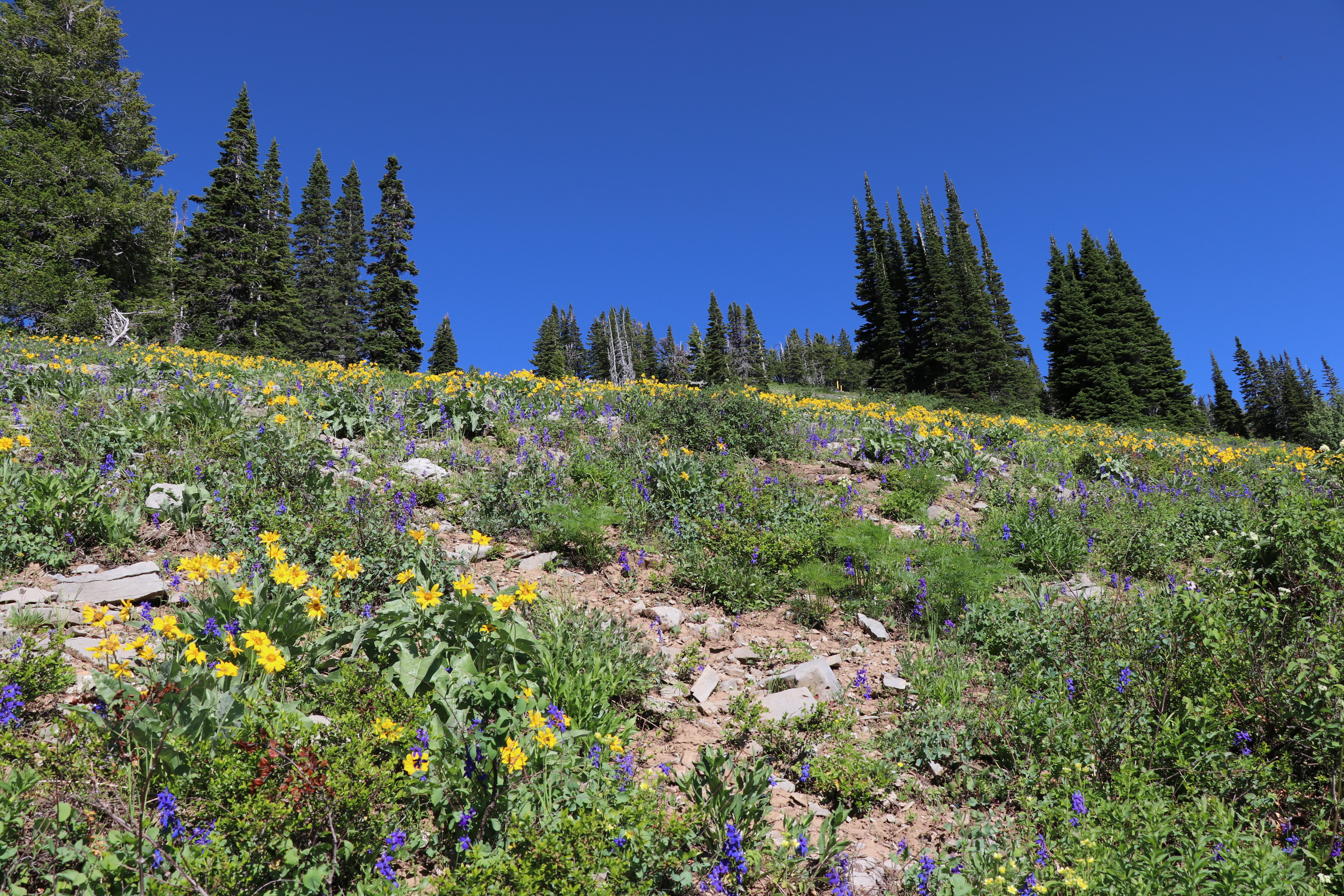 Sawtooth Mountains, green mountain side. Photo taken by Dr. Diana Schow.